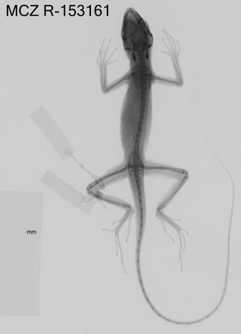 Media type: image;   Herpetology R-153161 Aspect: dorsoventral x-ray